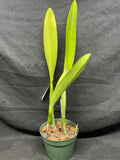 C. trianaei `Polyhymnia' Original Division Select Species Cattleya Orchid Plant Div #1
