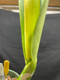 C. trianaei `Polyhymnia' Original Division Select Species Cattleya Orchid Plant Div #1