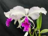 C. trianaei `Moonlight' Original Division Select Species Cattleya Orchid Plant Div #1