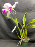 C. trianaei `Moonlight' Original Division Select Species Cattleya Orchid Plant Div #1