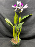 C. trianaei `Moonlight' Original Division Select Species Cattleya Orchid Plant Div #1