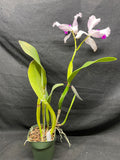 C. trianaei `Moonlight' Original Division Select Species Cattleya Orchid Plant Div #1
