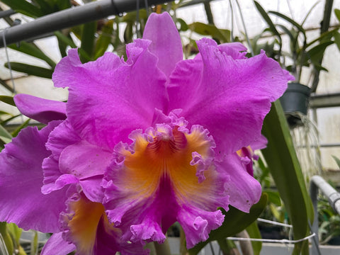 Blc. Saint Clement `Trinity' FCC/RHS, AM/AOS Div #1 Cattleya Orchid Plant
