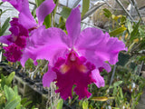 Lc. George Baldwin `Waldor' Div #1 Cattleya Orchid Plant Original