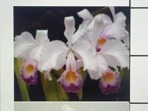 C. trianaei `Revetiada' Original Division Select Species Cattleya Orchid Plant Div #1