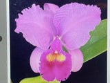 C. trianaei rubra `Esmalte' Original Division Select Species Cattleya Orchid Plant Div #1