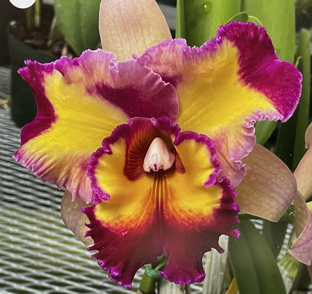 Pot. Kilauea Sunrise `Dark Splash&