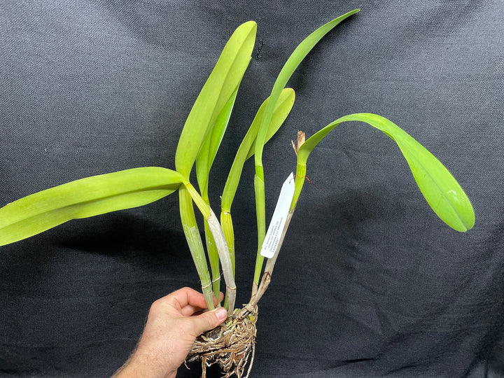 Blc. Golden Emperor `Valley Isle&
