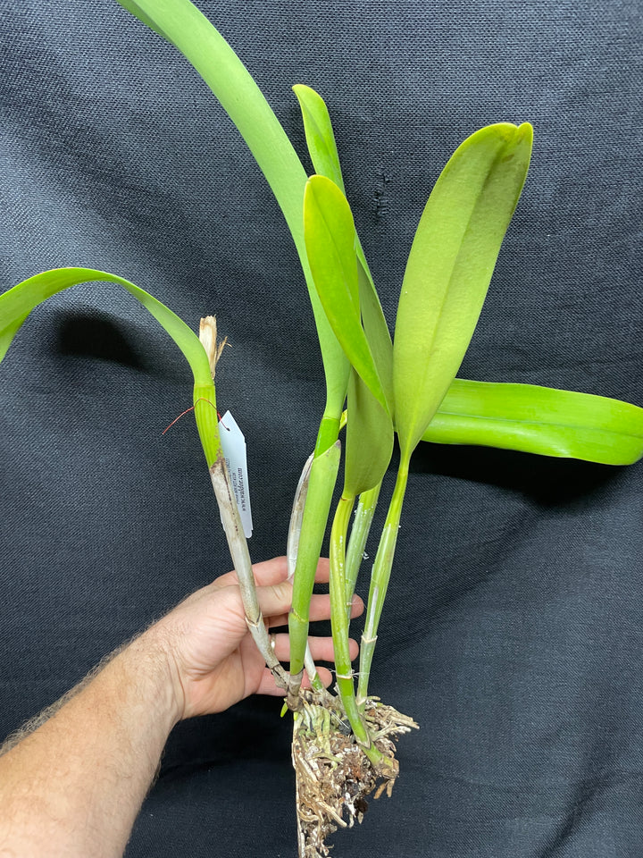 Blc. Golden Emperor `Valley Isle&
