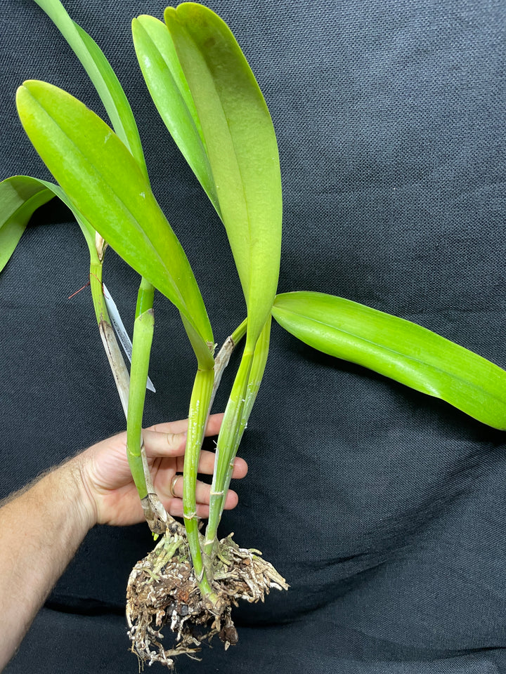 Blc. Golden Emperor `Valley Isle&