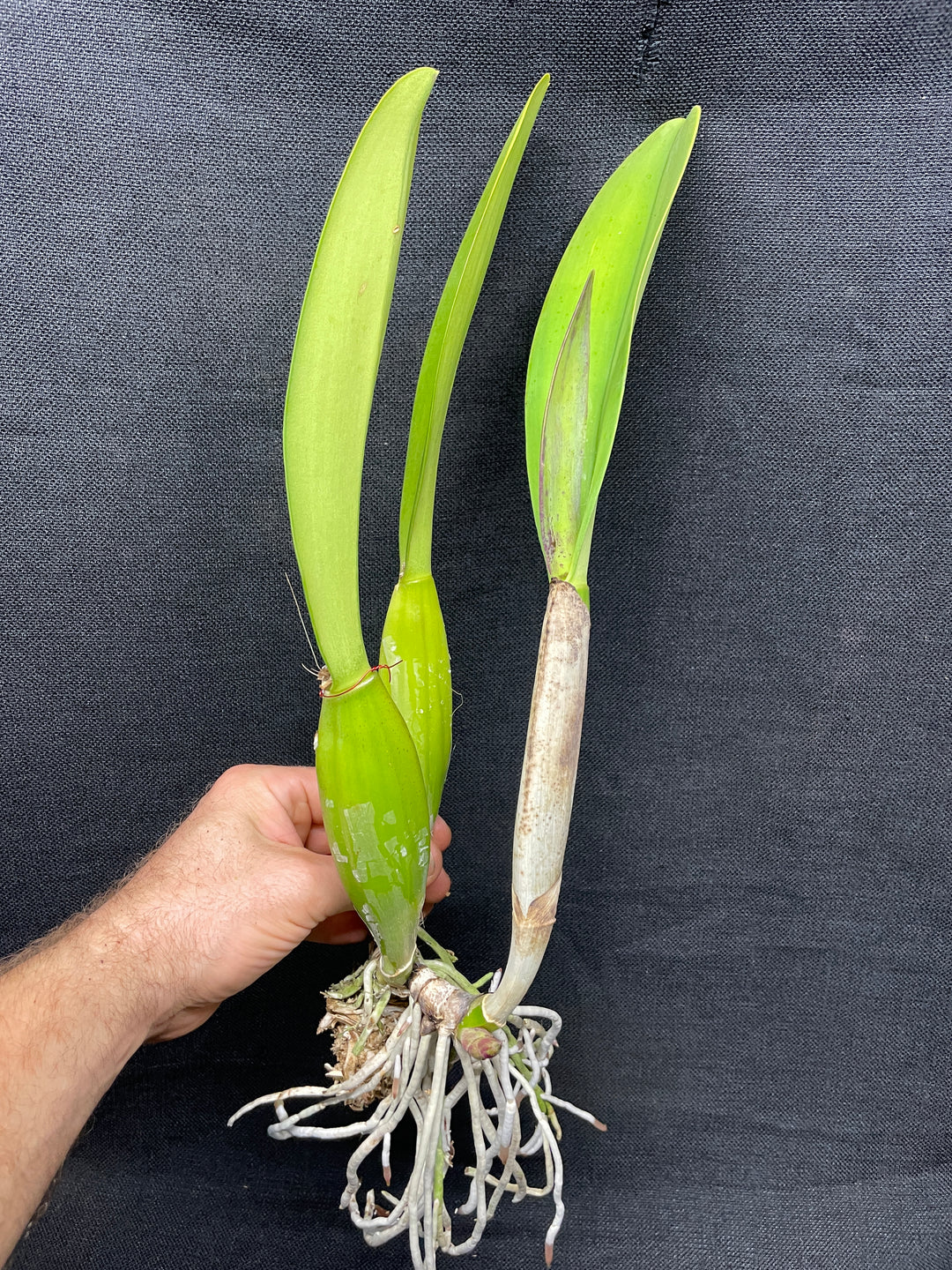 C. trianaei `Mrs. FE Dixon&