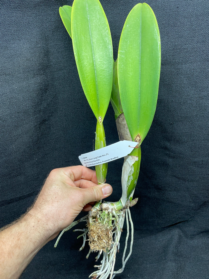C. trianaei `Mrs. FE Dixon&