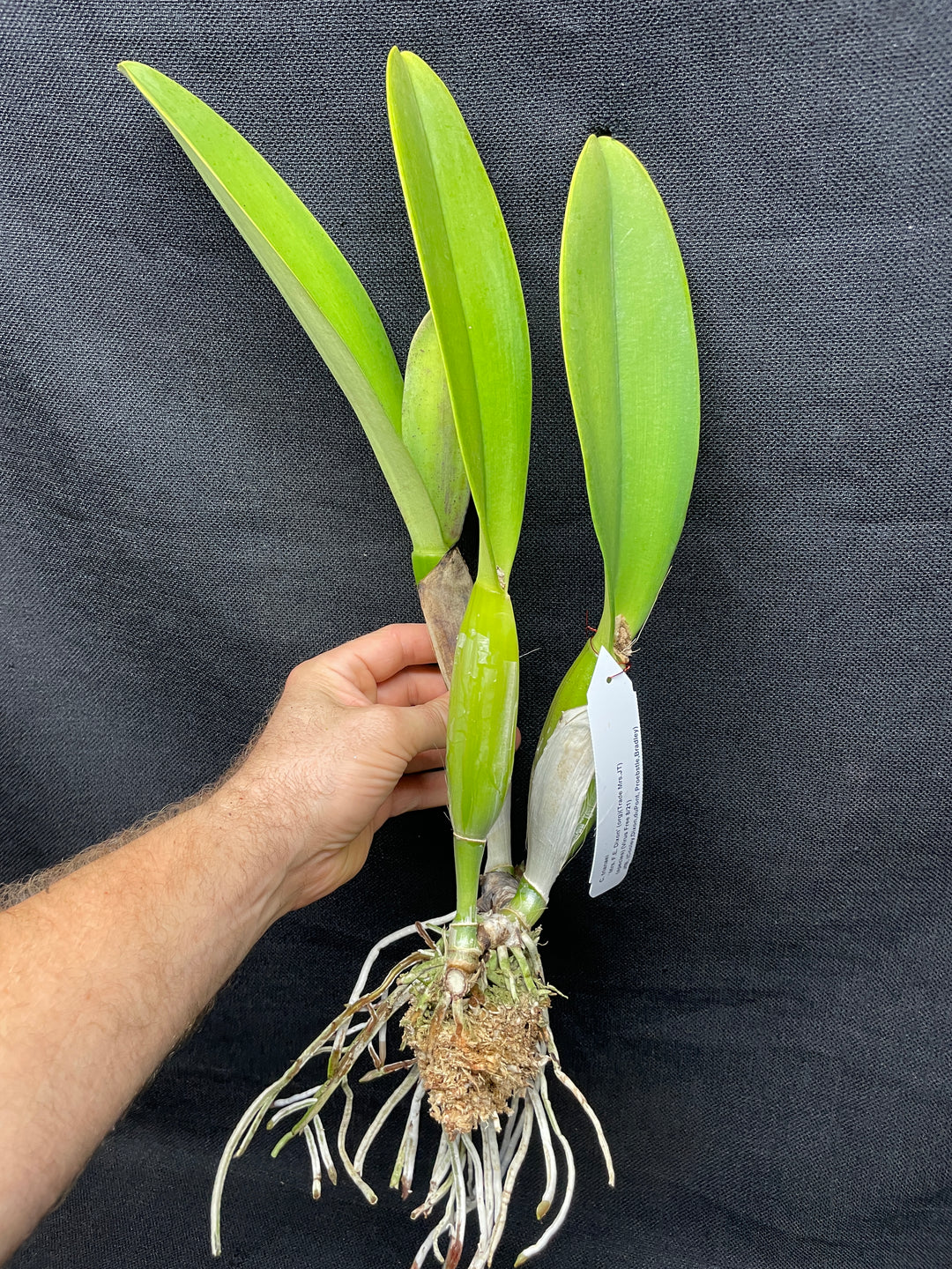 C. trianaei `Mrs. FE Dixon&