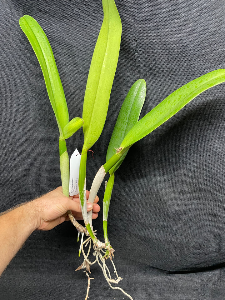 Blc. Fort Lauderdale Show `LC&