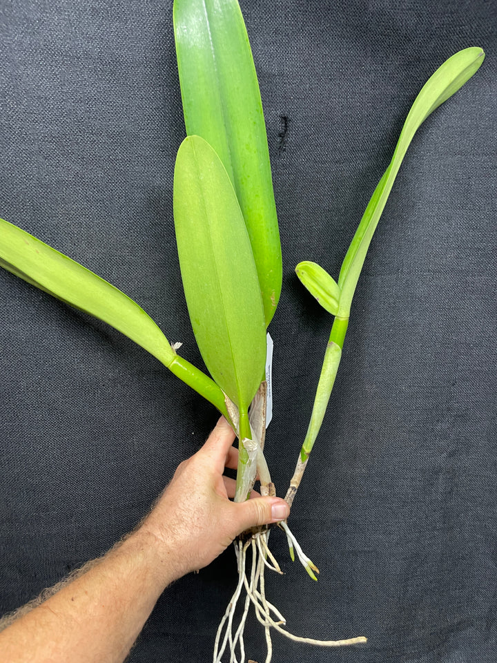 Blc. Fort Lauderdale Show `LC&