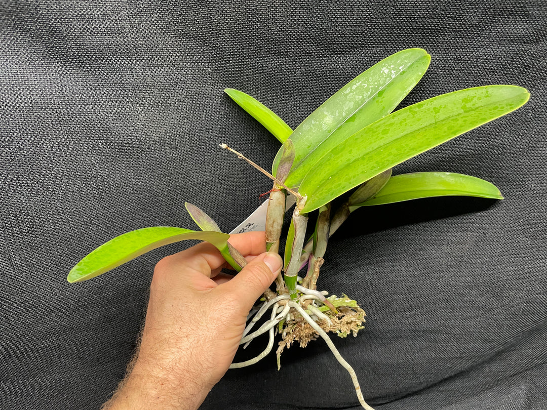 C. maxima rubra `Natural World&