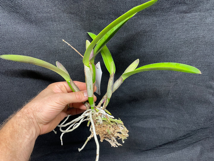 C. maxima rubra `Natural World&