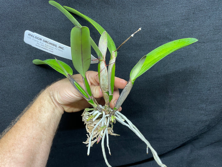 C. maxima rubra `Natural World&