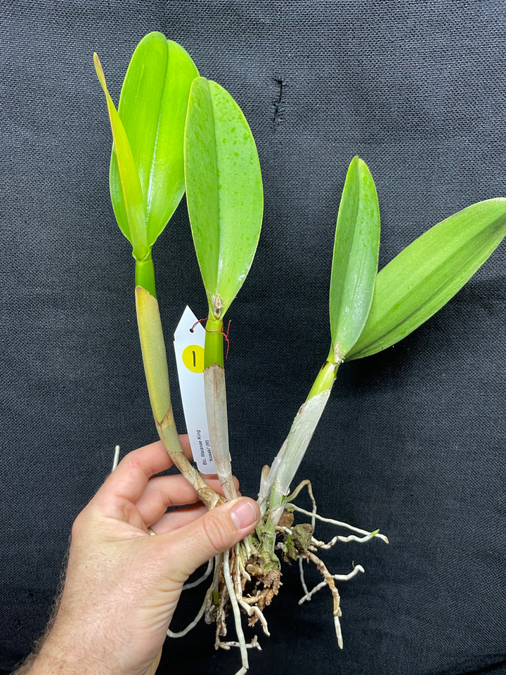 Blc. Waianae King `Kosaki&