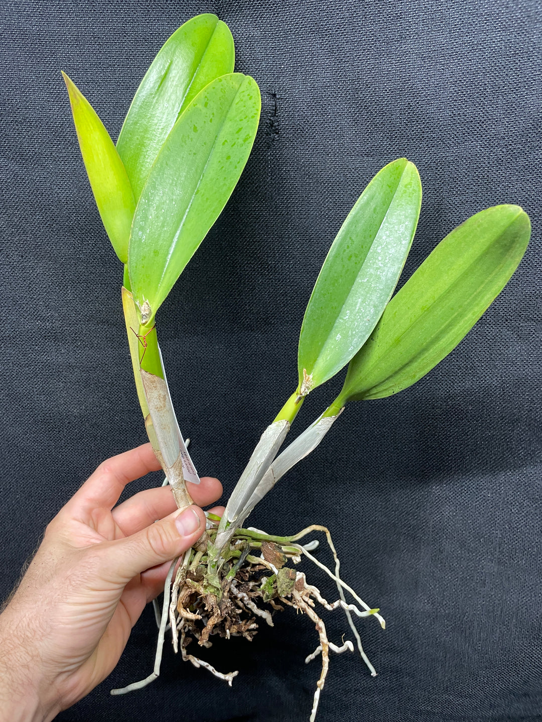 Blc. Waianae King `Kosaki&