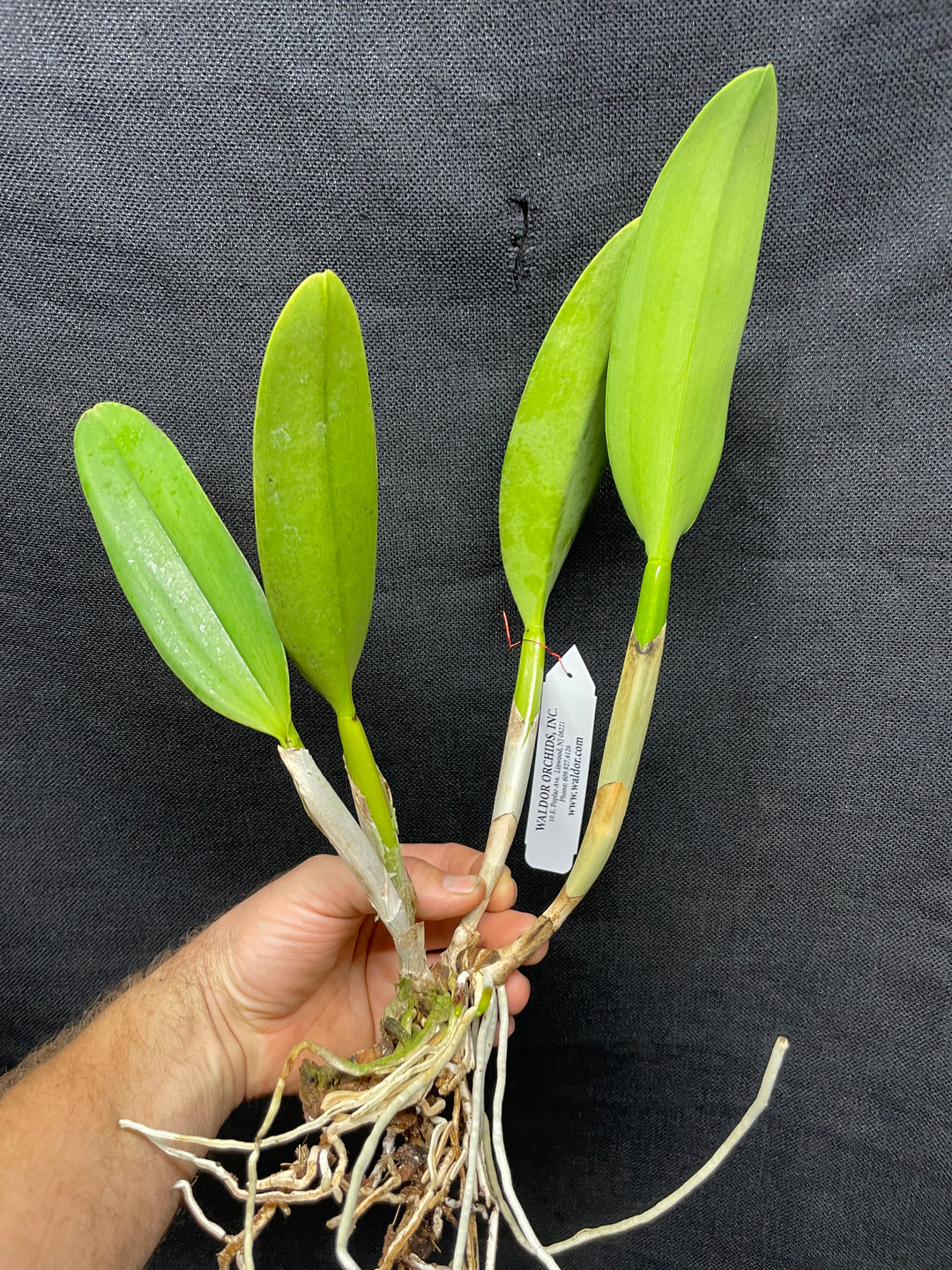 Blc. Waianae King `Kosaki&