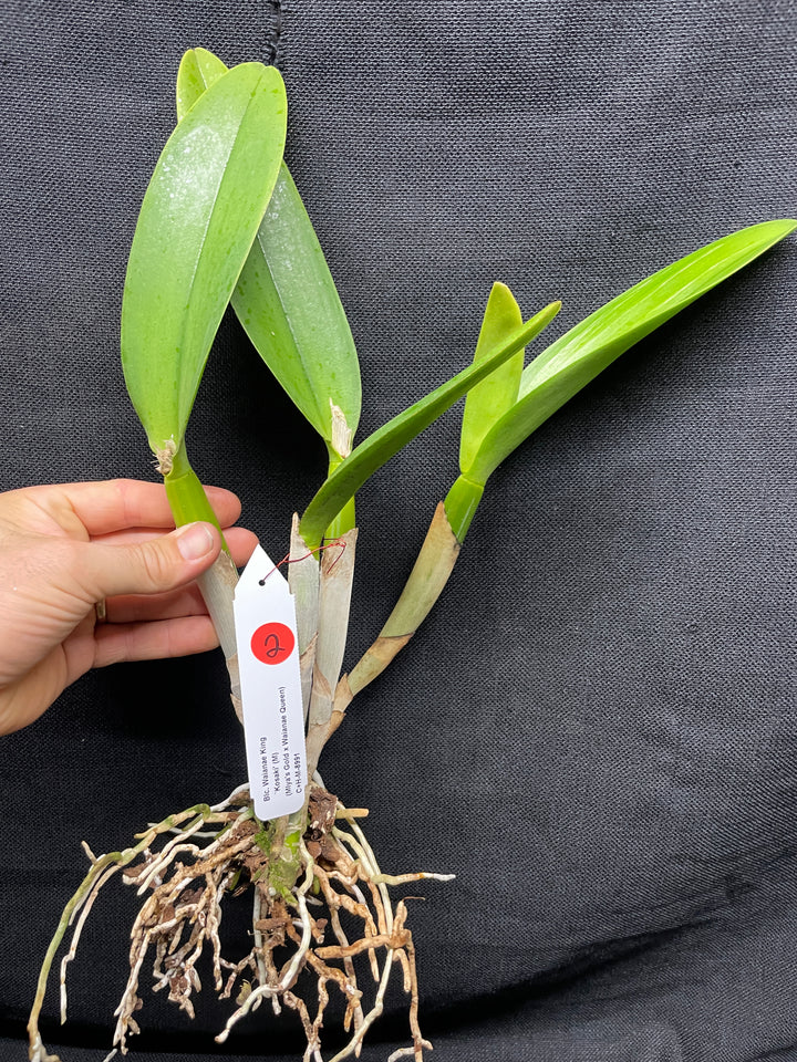 Blc. Waianae King `Kosaki&