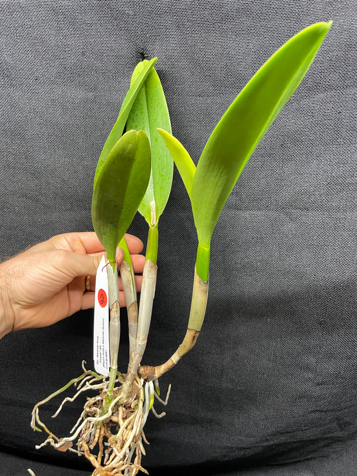 Blc. Waianae King `Kosaki&