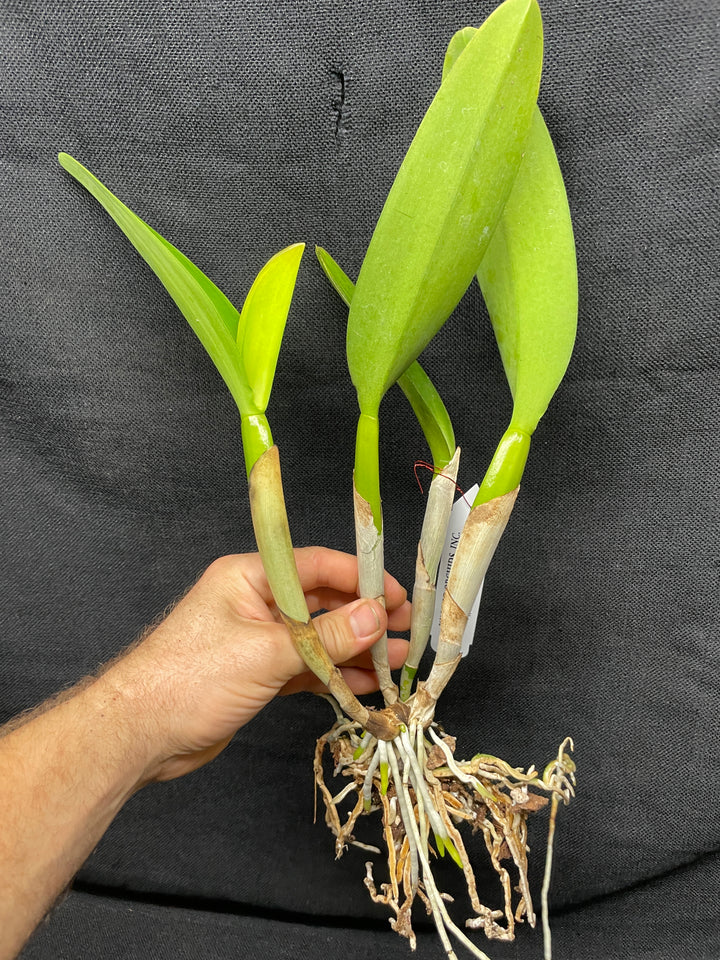 Blc. Waianae King `Kosaki&