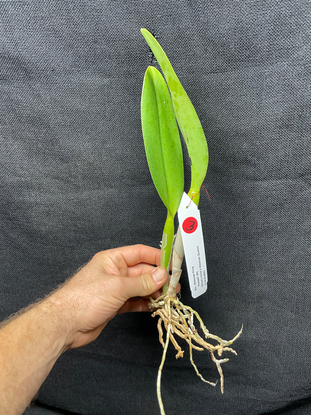 Blc. Waianae King `Kosaki&
