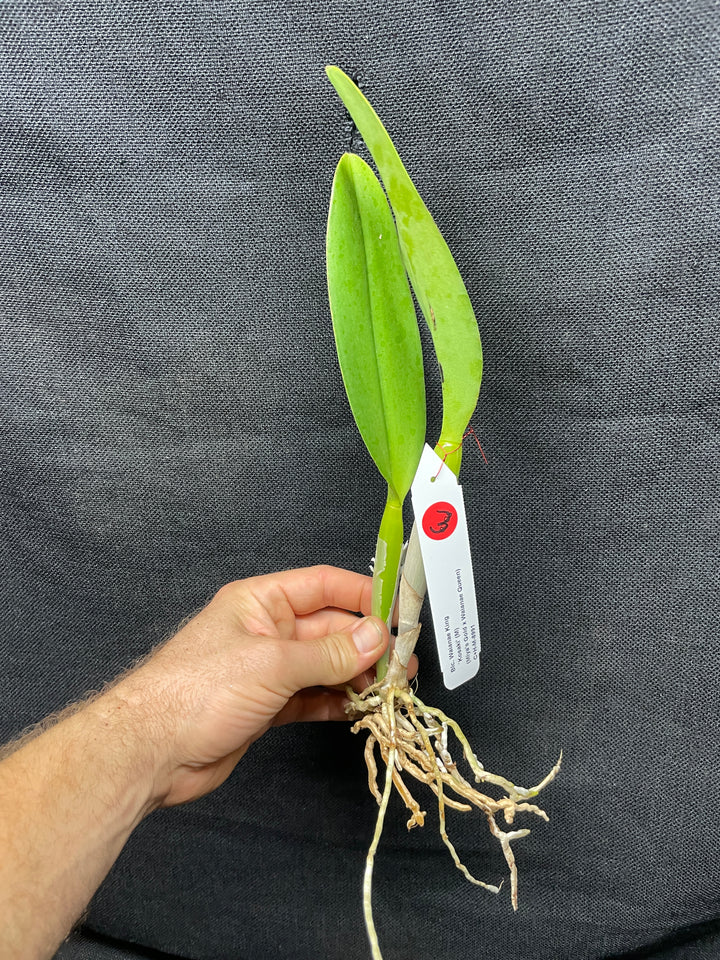 Blc. Waianae King `Kosaki&
