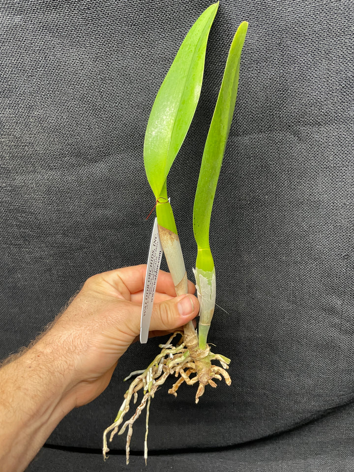 Blc. Waianae King `Kosaki&