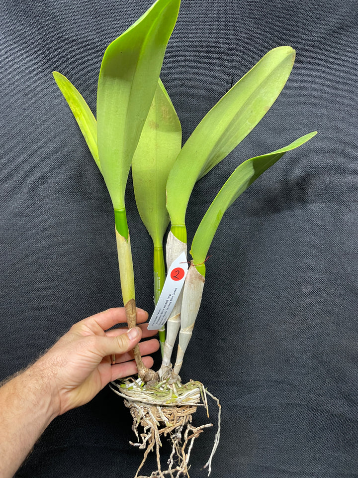 Pot. Susan Fender `Cinnamon Stick&