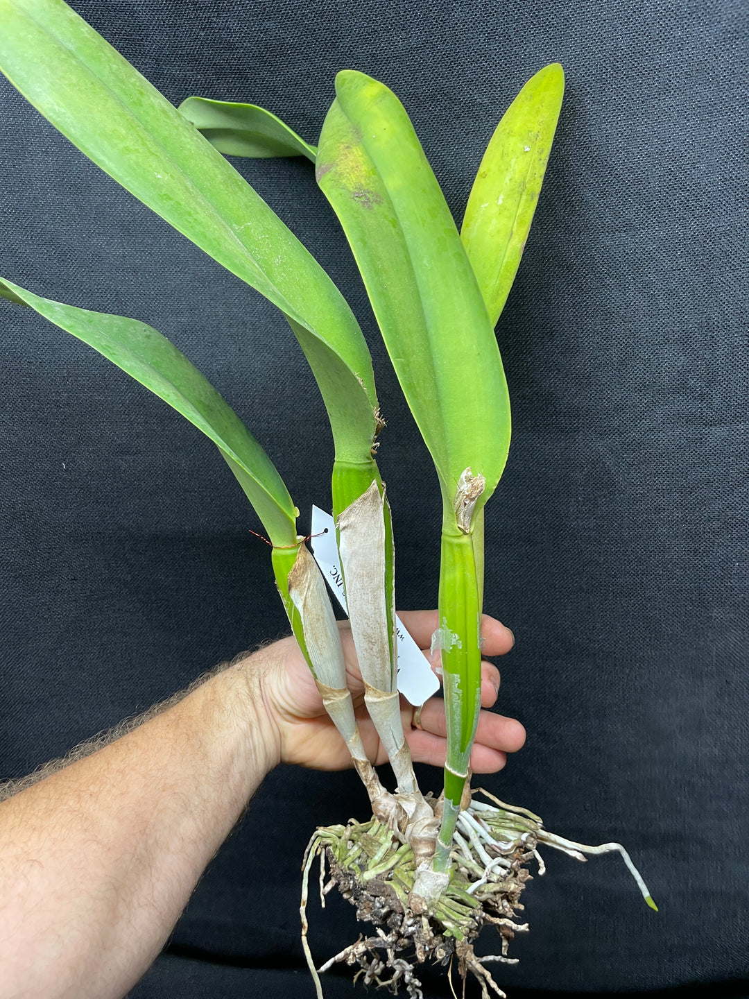 Pot. Susan Fender `Cinnamon Stick&