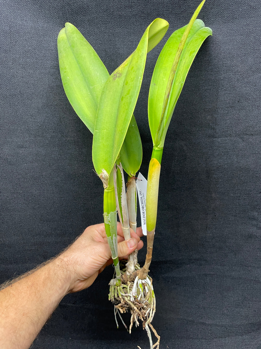 Pot. Susan Fender `Cinnamon Stick&
