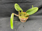 C. walkeriana `Dayne Wenzel' SM/JOGA, HCC/AOS Div #1 Select Species Cattleya Orchid Plant