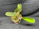 C. walkeriana `Dayne Wenzel' SM/JOGA, HCC/AOS Div #1 Select Species Cattleya Orchid Plant