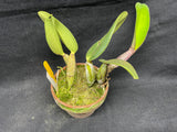 C. walkeriana `Dayne Wenzel' SM/JOGA, HCC/AOS Div #1 Select Species Cattleya Orchid Plant