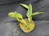 C. walkeriana `Dayne Wenzel' SM/JOGA, HCC/AOS Div #1 Select Species Cattleya Orchid Plant