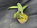 C. walkeriana `Dayne Wenzel' SM/JOGA, HCC/AOS Div #1 Select Species Cattleya Orchid Plant