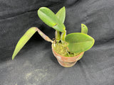 C. walkeriana `Dayne Wenzel' SM/JOGA, HCC/AOS Div #1 Select Species Cattleya Orchid Plant