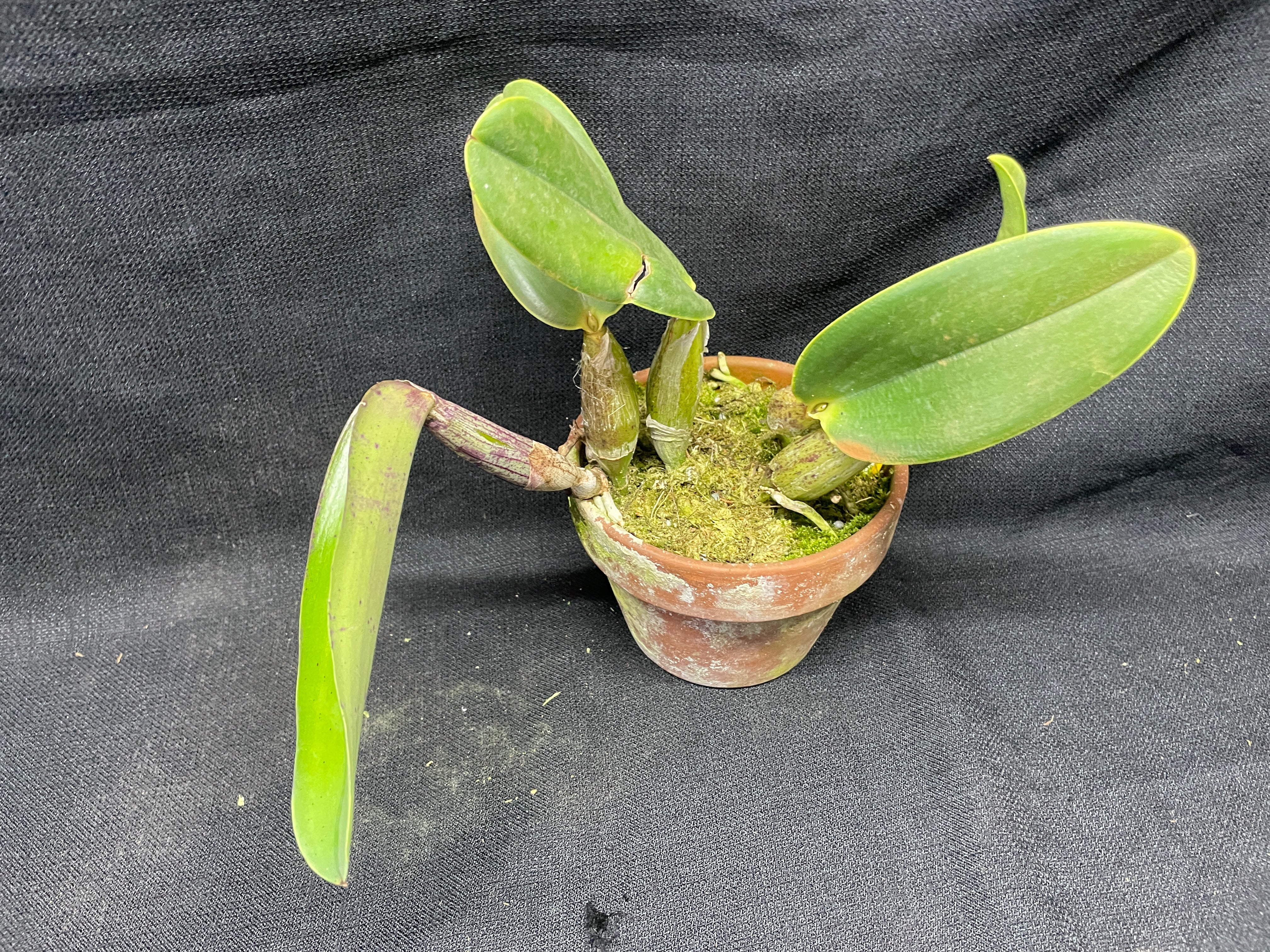 C. walkeriana `Dayne Wenzel' SM/JOGA, HCC/AOS Div #1 Select Species Ca