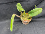 C. walkeriana `Dayne Wenzel' SM/JOGA, HCC/AOS Div #1 Select Species Cattleya Orchid Plant