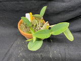 C. walkeriana `Linwood' AM/AOS Div #1 Original Division Species Cattleya Orchid Plant