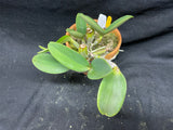 C. walkeriana `Linwood' AM/AOS Div #1 Original Division Species Cattleya Orchid Plant