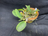 C. walkeriana `Linwood' AM/AOS Div #1 Original Division Species Cattleya Orchid Plant