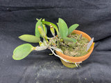 C. walkeriana `Linwood' AM/AOS Div #1 Original Division Species Cattleya Orchid Plant