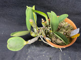 C. walkeriana `Linwood' AM/AOS Div #1 Original Division Species Cattleya Orchid Plant