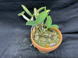 C. walkeriana `Linwood' AM/AOS Div #1 Original Division Species Cattleya Orchid Plant