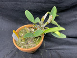 C. walkeriana `Linwood' AM/AOS Div #1 Original Division Species Cattleya Orchid Plant