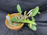 C. walkeriana `Linwood' AM/AOS Div #1 Original Division Species Cattleya Orchid Plant